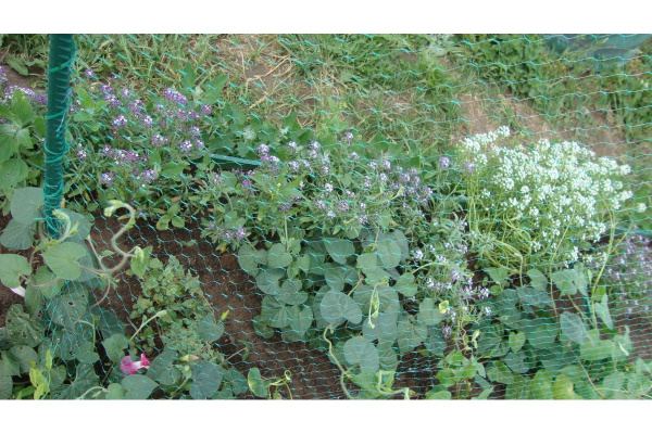 Защитная сетка от птиц 4м х 5м Archimedes 90804