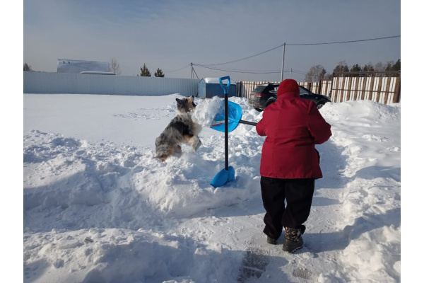 Снеговая лопата Центроинструмент Феличита 1022-Ч синяя