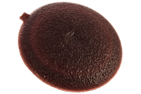 Декоративная заглушка под шуруп Зубр цвет кр-дерево, шлиц №2, ТФ6, 40шт 4-308156-5